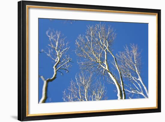 Snow Covered Trees, South Gloucestershire, England, UK-Peter Adams-Framed Photographic Print