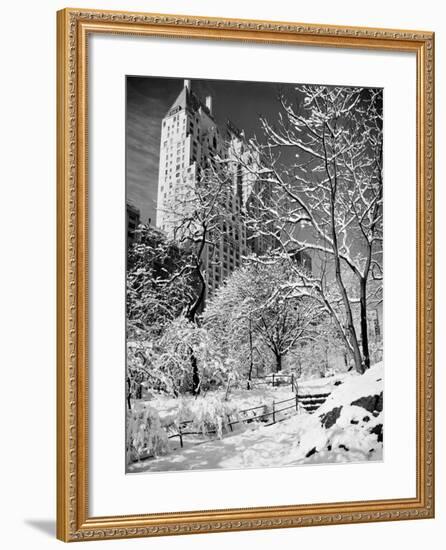 Snow-Covered Trees-null-Framed Photographic Print