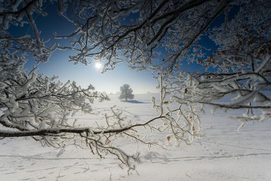 snow covered winter scenery