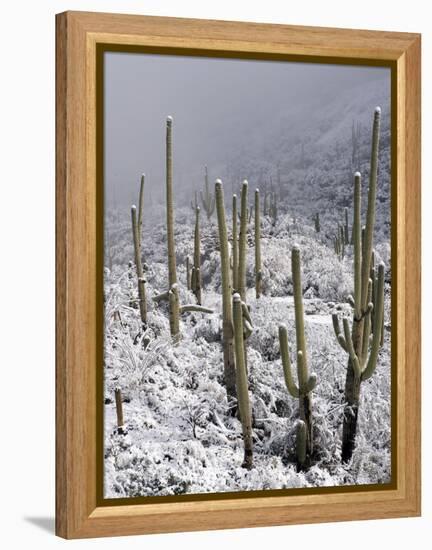 Snow Covers Desert Vegetation at the Entrance to the Santa Catalina Mountains in Tucson, Arizona-null-Framed Premier Image Canvas