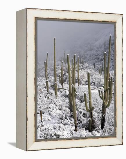 Snow Covers Desert Vegetation at the Entrance to the Santa Catalina Mountains in Tucson, Arizona-null-Framed Premier Image Canvas