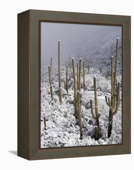 Snow Covers Desert Vegetation at the Entrance to the Santa Catalina Mountains in Tucson, Arizona-null-Framed Premier Image Canvas