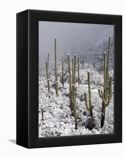 Snow Covers Desert Vegetation at the Entrance to the Santa Catalina Mountains in Tucson, Arizona-null-Framed Premier Image Canvas