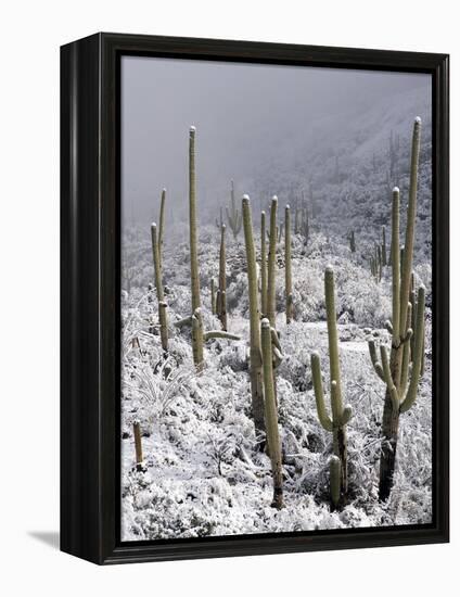 Snow Covers Desert Vegetation at the Entrance to the Santa Catalina Mountains in Tucson, Arizona-null-Framed Premier Image Canvas