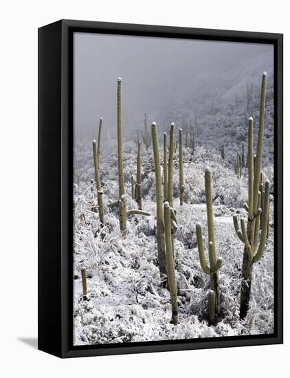 Snow Covers Desert Vegetation at the Entrance to the Santa Catalina Mountains in Tucson, Arizona-null-Framed Premier Image Canvas