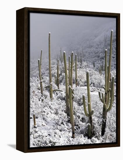 Snow Covers Desert Vegetation at the Entrance to the Santa Catalina Mountains in Tucson, Arizona-null-Framed Premier Image Canvas