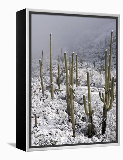 Snow Covers Desert Vegetation at the Entrance to the Santa Catalina Mountains in Tucson, Arizona-null-Framed Premier Image Canvas