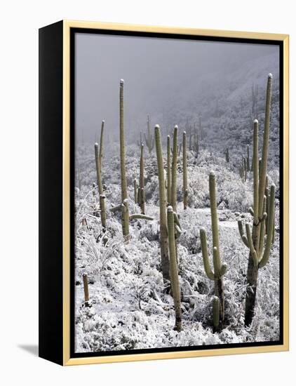 Snow Covers Desert Vegetation at the Entrance to the Santa Catalina Mountains in Tucson, Arizona-null-Framed Premier Image Canvas