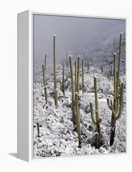 Snow Covers Desert Vegetation at the Entrance to the Santa Catalina Mountains in Tucson, Arizona-null-Framed Premier Image Canvas
