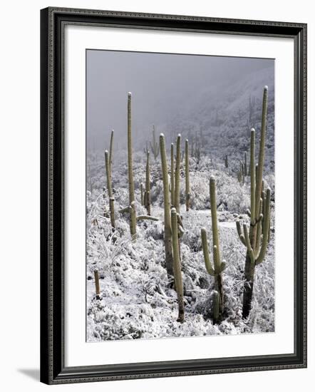 Snow Covers Desert Vegetation at the Entrance to the Santa Catalina Mountains in Tucson, Arizona-null-Framed Photographic Print