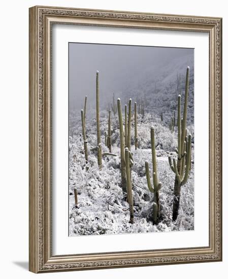 Snow Covers Desert Vegetation at the Entrance to the Santa Catalina Mountains in Tucson, Arizona--Framed Photographic Print