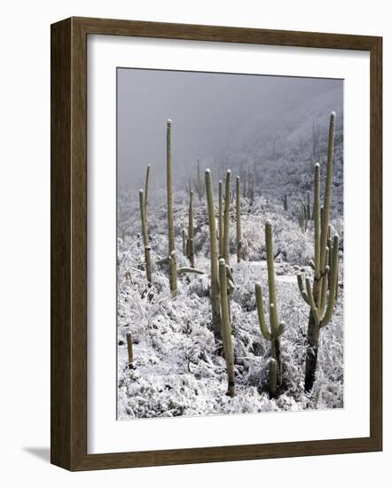 Snow Covers Desert Vegetation at the Entrance to the Santa Catalina Mountains in Tucson, Arizona-null-Framed Photographic Print