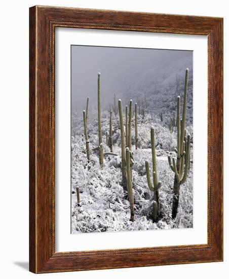 Snow Covers Desert Vegetation at the Entrance to the Santa Catalina Mountains in Tucson, Arizona-null-Framed Photographic Print