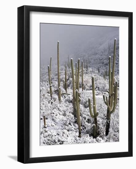 Snow Covers Desert Vegetation at the Entrance to the Santa Catalina Mountains in Tucson, Arizona-null-Framed Photographic Print