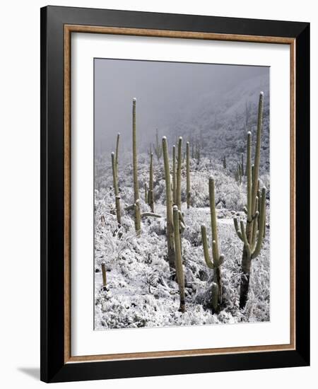 Snow Covers Desert Vegetation at the Entrance to the Santa Catalina Mountains in Tucson, Arizona-null-Framed Photographic Print