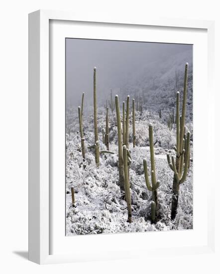 Snow Covers Desert Vegetation at the Entrance to the Santa Catalina Mountains in Tucson, Arizona-null-Framed Photographic Print