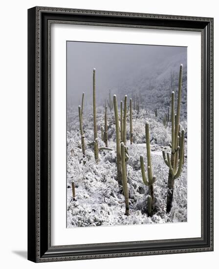 Snow Covers Desert Vegetation at the Entrance to the Santa Catalina Mountains in Tucson, Arizona-null-Framed Photographic Print