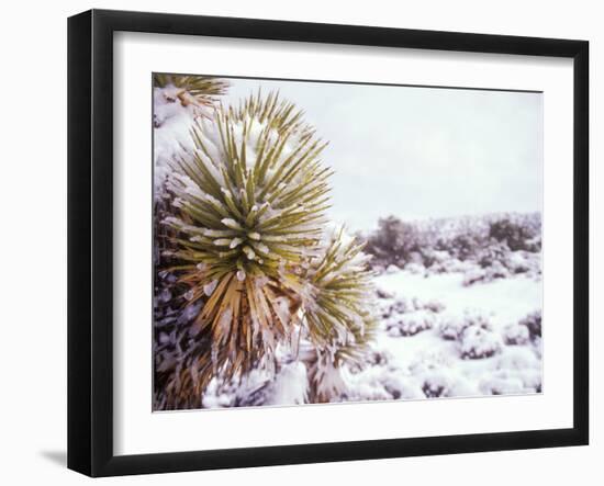 Snow Covers the Ground and Joshua Trees near Mt. Charleston, north of Las Vegas, Nevada, USA-Brent Bergherm-Framed Photographic Print