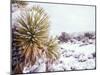 Snow Covers the Ground and Joshua Trees near Mt. Charleston, north of Las Vegas, Nevada, USA-Brent Bergherm-Mounted Photographic Print