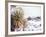 Snow Covers the Ground and Joshua Trees near Mt. Charleston, north of Las Vegas, Nevada, USA-Brent Bergherm-Framed Photographic Print