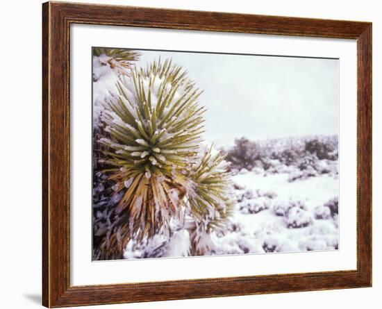 Snow Covers the Ground and Joshua Trees near Mt. Charleston, north of Las Vegas, Nevada, USA-Brent Bergherm-Framed Photographic Print