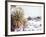 Snow Covers the Ground and Joshua Trees near Mt. Charleston, north of Las Vegas, Nevada, USA-Brent Bergherm-Framed Photographic Print
