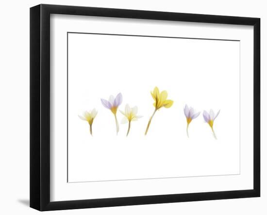 Snow Crocus-Judy Stalus-Framed Art Print