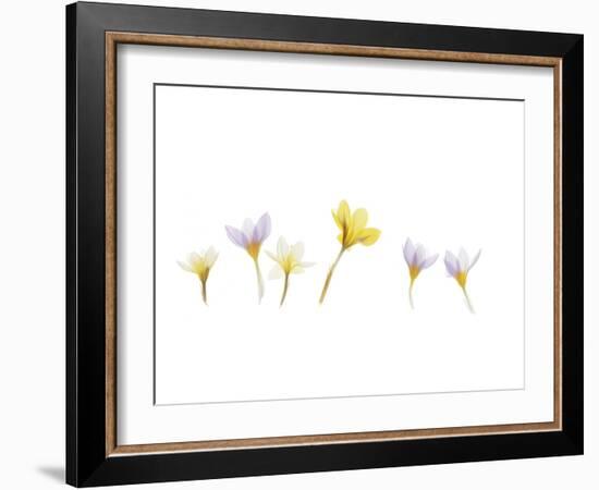 Snow Crocus-Judy Stalus-Framed Art Print