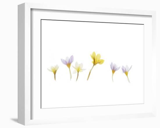 Snow Crocus-Judy Stalus-Framed Art Print