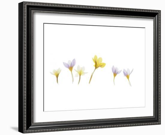 Snow Crocus-Judy Stalus-Framed Art Print