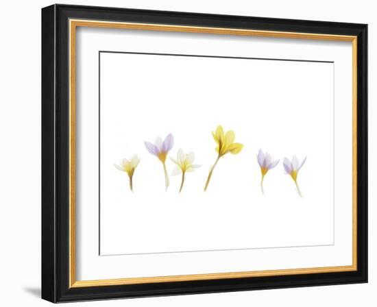 Snow Crocus-Judy Stalus-Framed Art Print