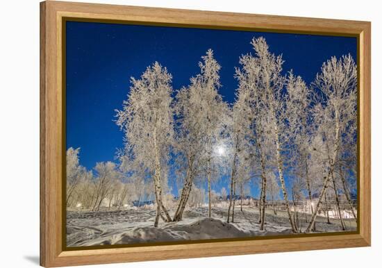 Snow Crystals on Trees in Winter, Lapland, Sweden-Arctic-Images-Framed Premier Image Canvas