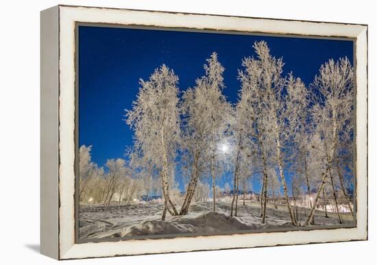 Snow Crystals on Trees in Winter, Lapland, Sweden-Arctic-Images-Framed Premier Image Canvas