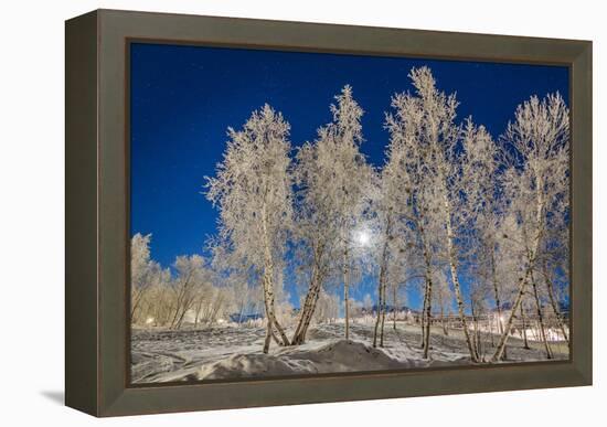 Snow Crystals on Trees in Winter, Lapland, Sweden-Arctic-Images-Framed Premier Image Canvas