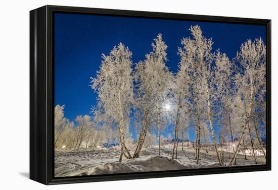 Snow Crystals on Trees in Winter, Lapland, Sweden-Arctic-Images-Framed Premier Image Canvas