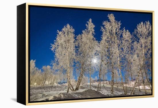 Snow Crystals on Trees in Winter, Lapland, Sweden-Arctic-Images-Framed Premier Image Canvas