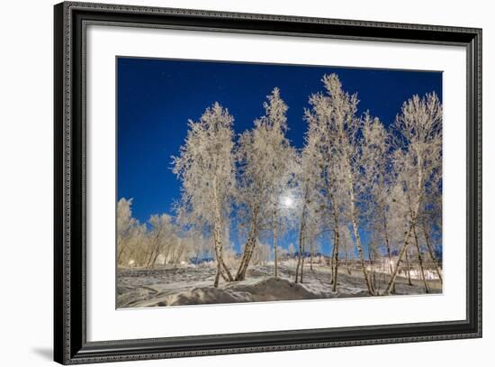 Snow Crystals on Trees in Winter, Lapland, Sweden-Arctic-Images-Framed Photographic Print