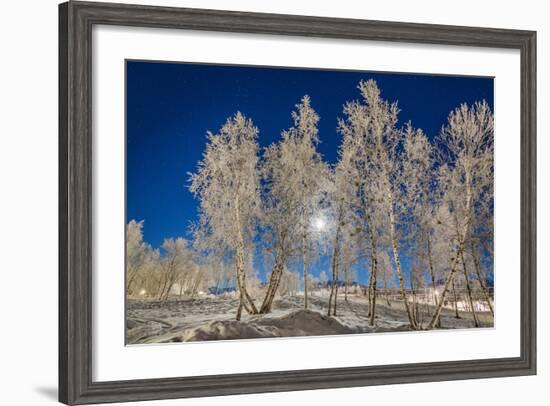 Snow Crystals on Trees in Winter, Lapland, Sweden-Arctic-Images-Framed Photographic Print
