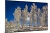 Snow Crystals on Trees in Winter, Lapland, Sweden-Arctic-Images-Mounted Photographic Print