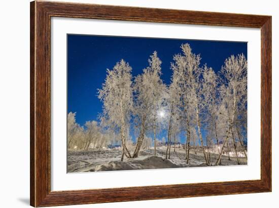 Snow Crystals on Trees in Winter, Lapland, Sweden-Arctic-Images-Framed Photographic Print