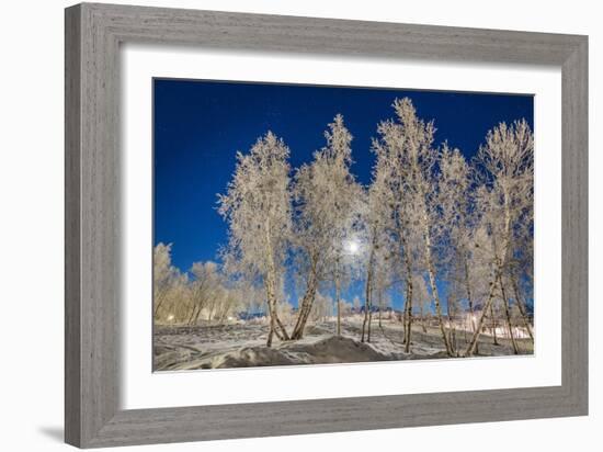 Snow Crystals on Trees in Winter, Lapland, Sweden-Arctic-Images-Framed Photographic Print