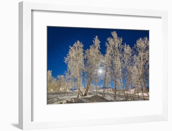 Snow Crystals on Trees in Winter, Lapland, Sweden-Arctic-Images-Framed Photographic Print