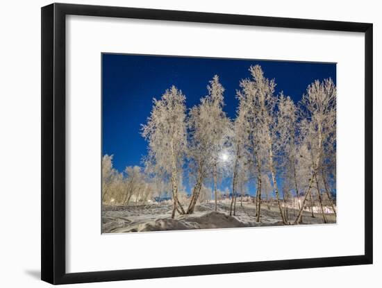 Snow Crystals on Trees in Winter, Lapland, Sweden-Arctic-Images-Framed Photographic Print