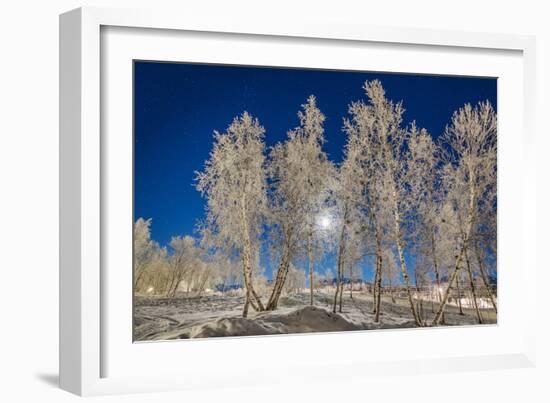 Snow Crystals on Trees in Winter, Lapland, Sweden-Arctic-Images-Framed Photographic Print