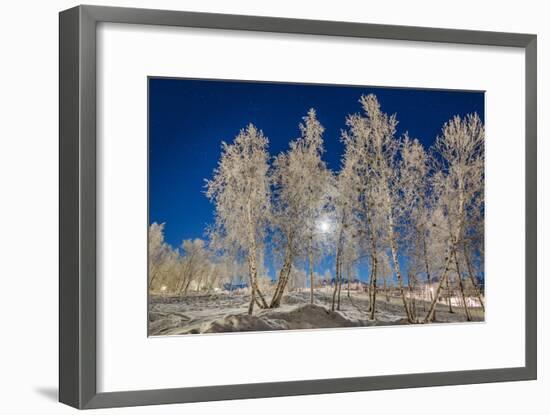 Snow Crystals on Trees in Winter, Lapland, Sweden-Arctic-Images-Framed Photographic Print