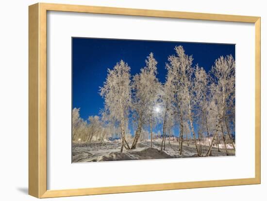 Snow Crystals on Trees in Winter, Lapland, Sweden-Arctic-Images-Framed Photographic Print