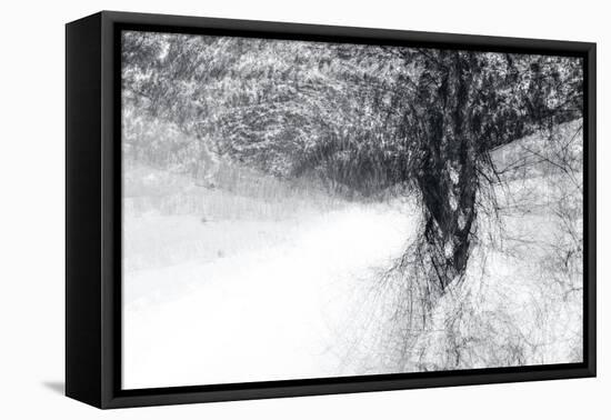 Snow Dancer-Ursula Abresch-Framed Premier Image Canvas