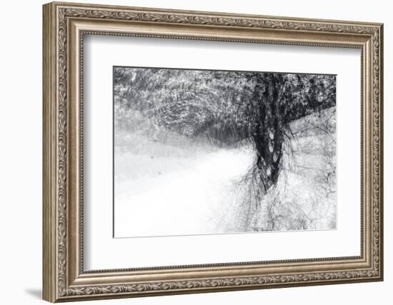 Snow Dancer-Ursula Abresch-Framed Photographic Print