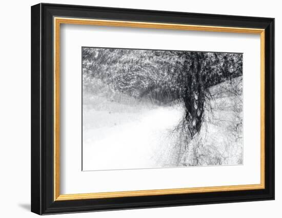 Snow Dancer-Ursula Abresch-Framed Photographic Print