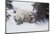 Snow Day-Art Wolfe-Mounted Art Print